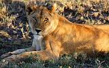 TANZANIA - Serengeti National Park - Leoni Lions - 31